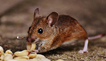 24 Hour & Emergency Exterminators in James Island, SC